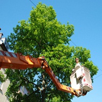 Spank's Tree Service's Photo